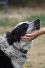 MADITA, Hund, Border Collie-Mix in Italien - Bild 15