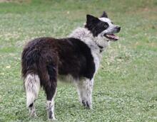 MADITA, Hund, Border Collie-Mix in Italien - Bild 16