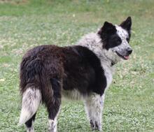 MADITA, Hund, Border Collie-Mix in Italien - Bild 17