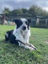 MADITA, Hund, Border Collie-Mix in Italien - Bild 18