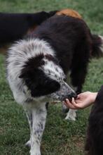 MADITA, Hund, Border Collie-Mix in Italien - Bild 19