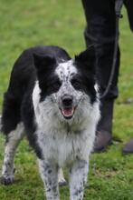 MADITA, Hund, Border Collie-Mix in Italien - Bild 2