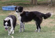 MADITA, Hund, Border Collie-Mix in Italien - Bild 20