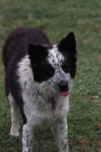 MADITA, Hund, Border Collie-Mix in Italien - Bild 21