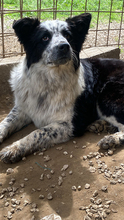 MADITA, Hund, Border Collie-Mix in Italien - Bild 22