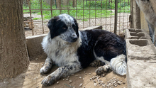 MADITA, Hund, Border Collie-Mix in Italien - Bild 23