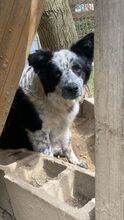 MADITA, Hund, Border Collie-Mix in Italien - Bild 24