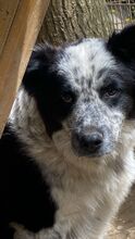 MADITA, Hund, Border Collie-Mix in Italien - Bild 25