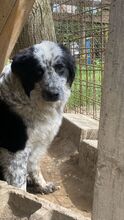 MADITA, Hund, Border Collie-Mix in Italien - Bild 26