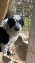 MADITA, Hund, Border Collie-Mix in Italien - Bild 27