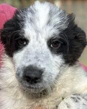 MADITA, Hund, Border Collie-Mix in Italien - Bild 28