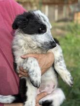 MADITA, Hund, Border Collie-Mix in Italien - Bild 29