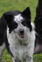 MADITA, Hund, Border Collie-Mix in Italien - Bild 3