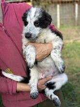 MADITA, Hund, Border Collie-Mix in Italien - Bild 30