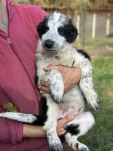 MADITA, Hund, Border Collie-Mix in Italien - Bild 31