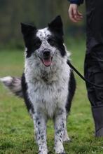 MADITA, Hund, Border Collie-Mix in Italien - Bild 4