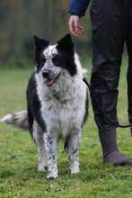 MADITA, Hund, Border Collie-Mix in Italien - Bild 5