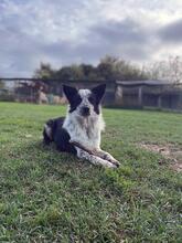 MADITA, Hund, Border Collie-Mix in Italien - Bild 6