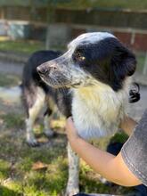 MADITA, Hund, Border Collie-Mix in Italien - Bild 7