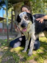 MADITA, Hund, Border Collie-Mix in Italien - Bild 8