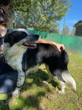 MADITA, Hund, Border Collie-Mix in Italien - Bild 9