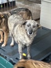 MARPLE, Hund, Mischlingshund in Rumänien - Bild 1