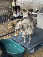 MARPLE, Hund, Mischlingshund in Rumänien - Bild 2