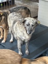 MARPLE, Hund, Mischlingshund in Rumänien - Bild 3