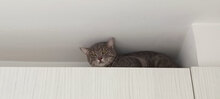 PETERSON, Katze, Hauskatze in Bulgarien - Bild 2