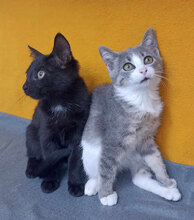 INA, Katze, Hauskatze in Bulgarien