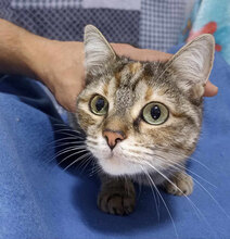 DELYANA, Katze, Hauskatze in Bulgarien