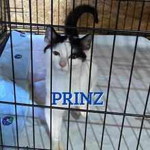 PRINZ, Katze, Europäisch Kurzhaar in Köln