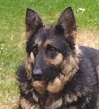 LIZA, Hund, Collie-Deutscher Schäferhund-Mix in Seelze - Bild 1