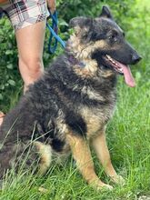 LIZA, Hund, Collie-Deutscher Schäferhund-Mix in Seelze - Bild 10