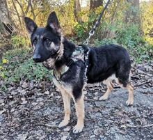 LIZA, Hund, Collie-Deutscher Schäferhund-Mix in Seelze - Bild 14