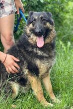 LIZA, Hund, Collie-Deutscher Schäferhund-Mix in Seelze - Bild 2