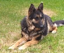 LIZA, Hund, Collie-Deutscher Schäferhund-Mix in Seelze - Bild 3