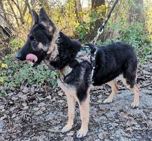 LIZA, Hund, Collie-Deutscher Schäferhund-Mix in Seelze - Bild 4