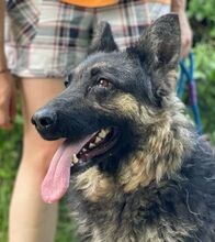 LIZA, Hund, Collie-Deutscher Schäferhund-Mix in Seelze - Bild 5