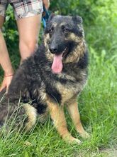 LIZA, Hund, Collie-Deutscher Schäferhund-Mix in Seelze - Bild 6
