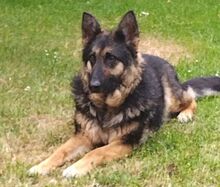 LIZA, Hund, Collie-Deutscher Schäferhund-Mix in Seelze - Bild 7