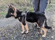 LIZA, Hund, Deutscher Schäferhund-Mix in Slowakische Republik - Bild 12