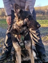 LIZA, Hund, Deutscher Schäferhund-Mix in Slowakische Republik - Bild 13