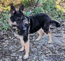 LIZA, Hund, Deutscher Schäferhund-Mix in Slowakische Republik - Bild 14