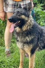 LIZA, Hund, Deutscher Schäferhund-Mix in Slowakische Republik - Bild 5