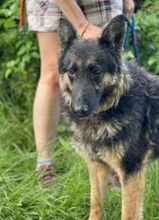 LIZA, Hund, Deutscher Schäferhund-Mix in Slowakische Republik - Bild 7