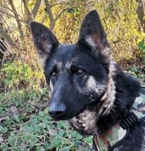 LIZA, Hund, Deutscher Schäferhund-Mix in Slowakische Republik - Bild 8