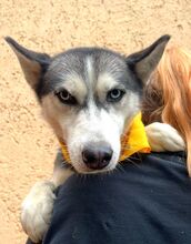 AILIN, Hund, Siberian Husky in Seelze