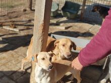 SANTOS, Hund, Mischlingshund in Rumänien - Bild 9