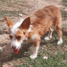 MILVA, Hund, Mischlingshund in Griechenland - Bild 2